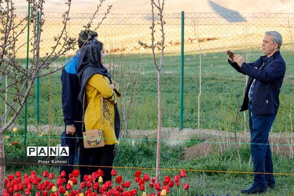 مزرعه لاله در روستای «اسپره خون» تبریز