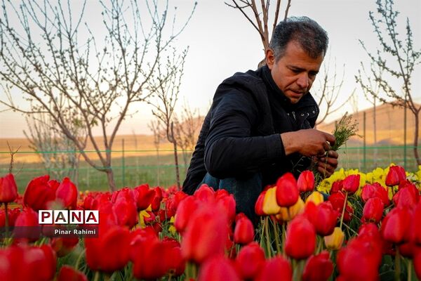 مزرعه لاله در روستای «اسپره خون» تبریز