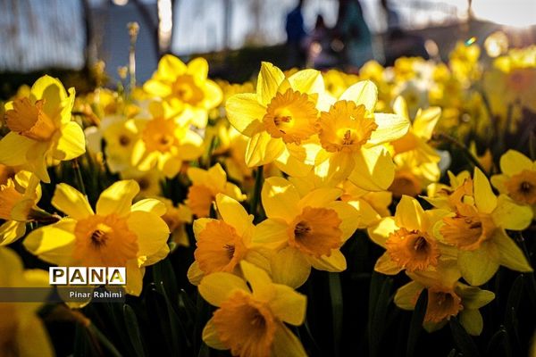 مزرعه لاله در روستای «اسپره خون» تبریز
