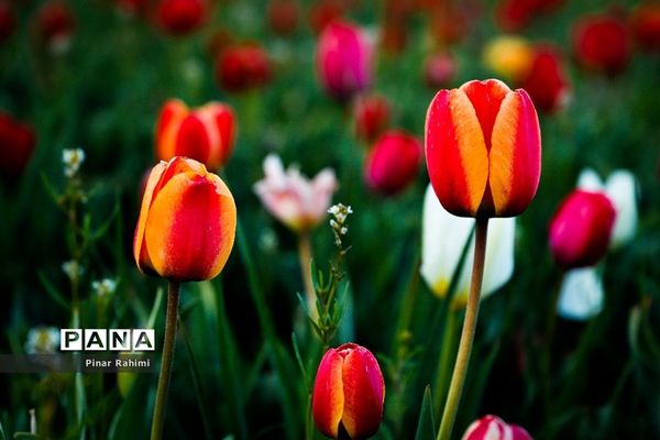 مزرعه لاله در روستای «اسپره خون» تبریز