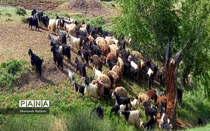 تولید قراردادی گوشت قرمز عشایر در دستور کار است