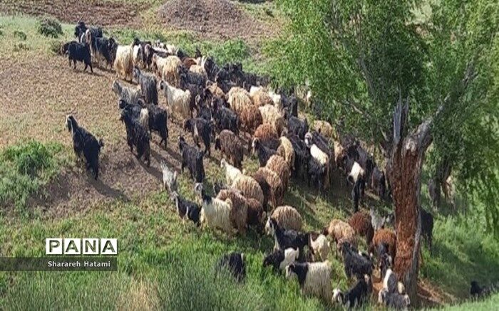 تولید قراردادی گوشت قرمز عشایر در دستور کار است