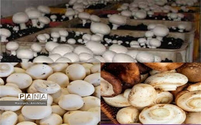 افزایش 70 درصدی صادرات قارچ