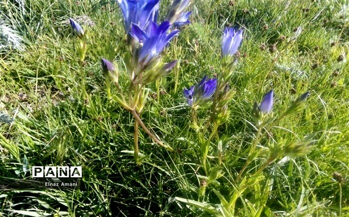 تغییر الگوی کشت و جایگزینی کشت گیاهان دارویی با محصولات پرآب‌بر