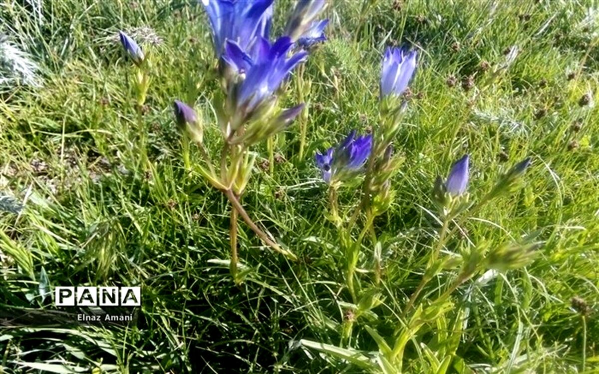 تغییر الگوی کشت و جایگزینی کشت گیاهان دارویی با محصولات پرآب‌بر