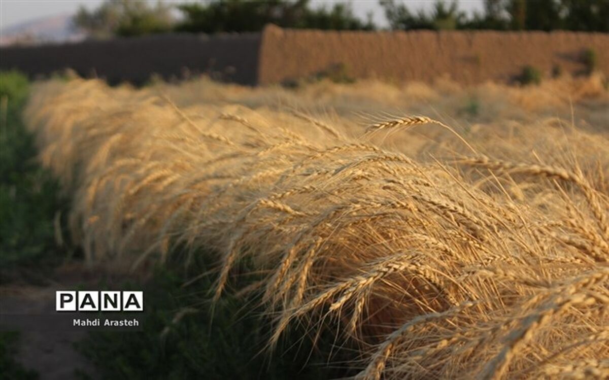 دولت چه میزان گندم از کشاورزان کشور خریداری کرده است؟