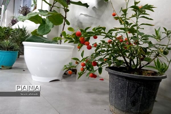 برپایی نمایشگاه گل و گیاه در فرهنگسرای بعثت صفادشت