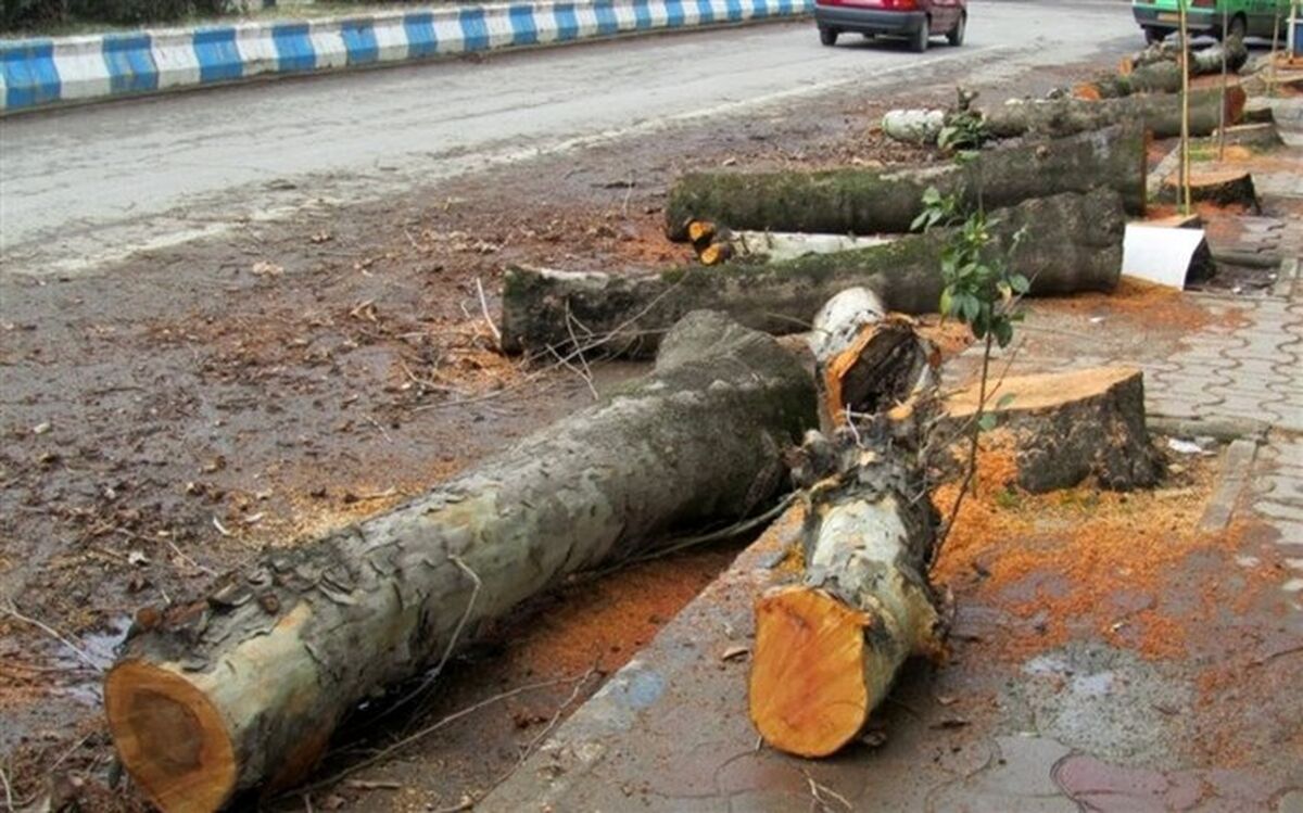 صدور حکم متخلف قطع اشجار در پیشوا