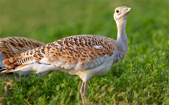 فقط 20 میش‌ مرغ در کشور وجود دارد