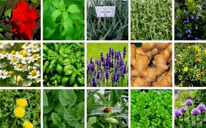 نیاز صنعت گیاهان دارویی به ورود ماشین‌آلات و ابزار جدید