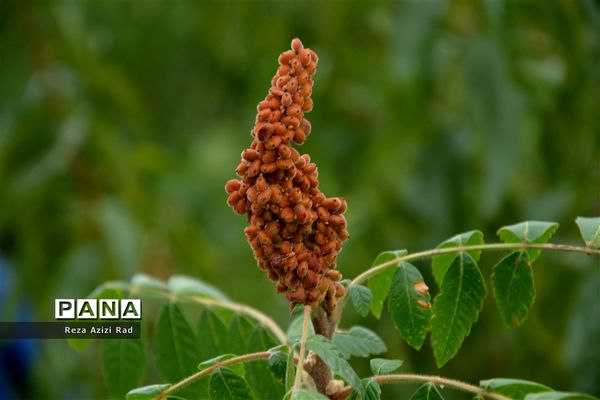 نگین سرخ‌فام آذربایجان از تولید تا فرآوری