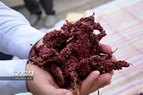 نگین سرخ‌فام آذربایجان از تولید تا فرآوری