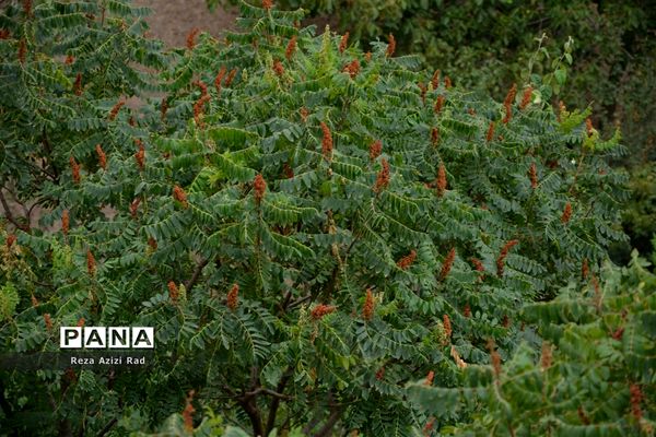 نگین سرخ‌فام آذربایجان از تولید تا فرآوری