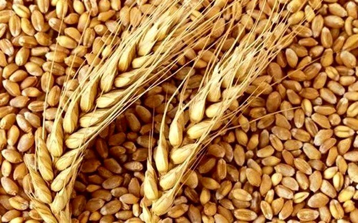 خرید تضمینی هزار و ۱۸۰ تن گندم در جلفا