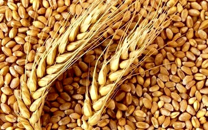 خرید تضمینی هزار و ۱۸۰ تن گندم در جلفا