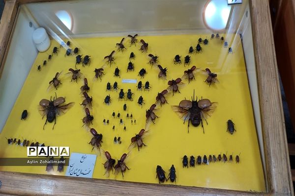 موزه تاریخ طبیعی در همدان
