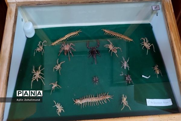 موزه تاریخ طبیعی در همدان