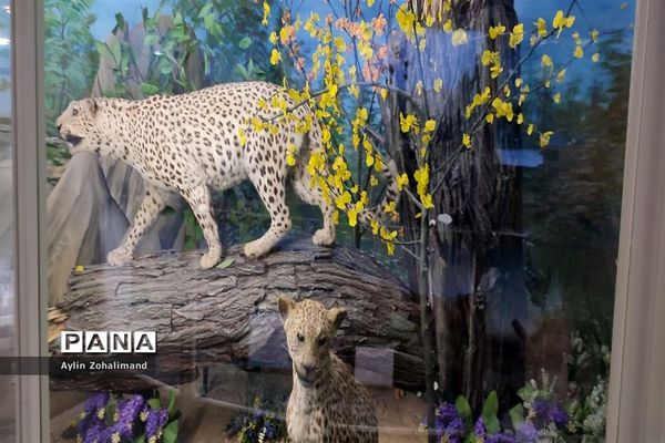 موزه تاریخ طبیعی در همدان