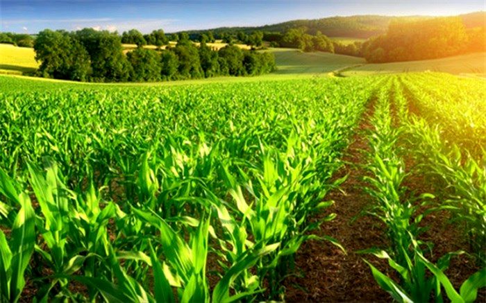 کالاهای واجد شرایط تخصیص ارز به بانک مرکزی معرفی شدند