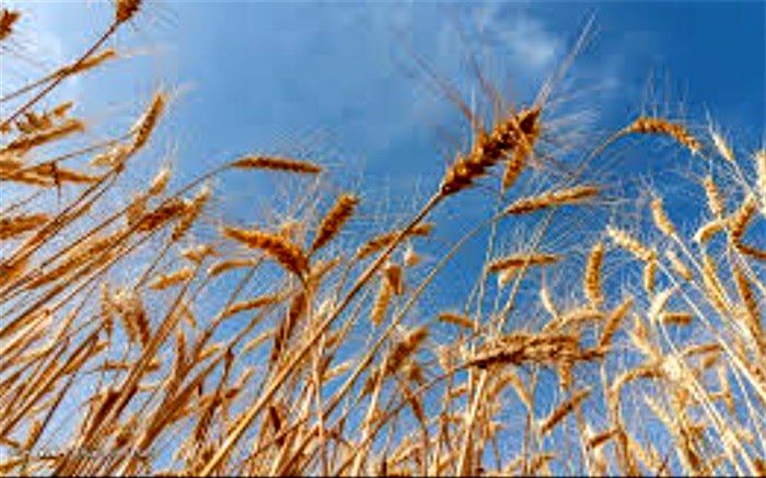 واردات ۳۲۰ هزار تن گندم از بندر امام