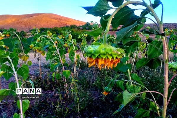 طبیعت زیبای استان مرکزی در آخرین روزهای تابستان