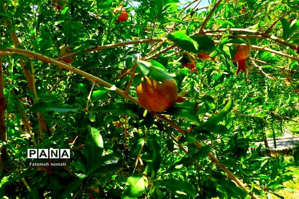 طبیعت زیبای استان مرکزی در آخرین روزهای تابستان
