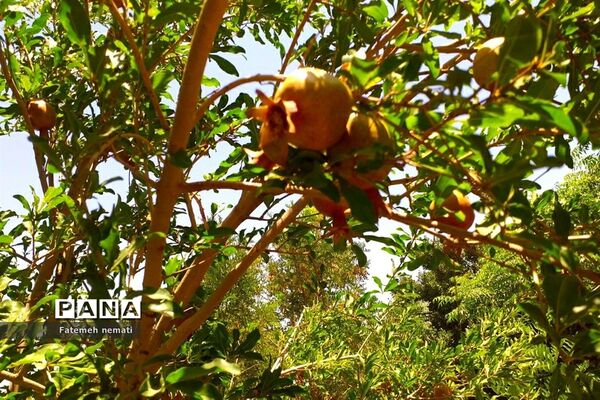 طبیعت زیبای استان مرکزی در آخرین روزهای تابستان