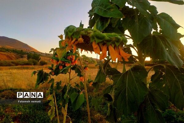 طبیعت زیبای استان مرکزی در آخرین روزهای تابستان