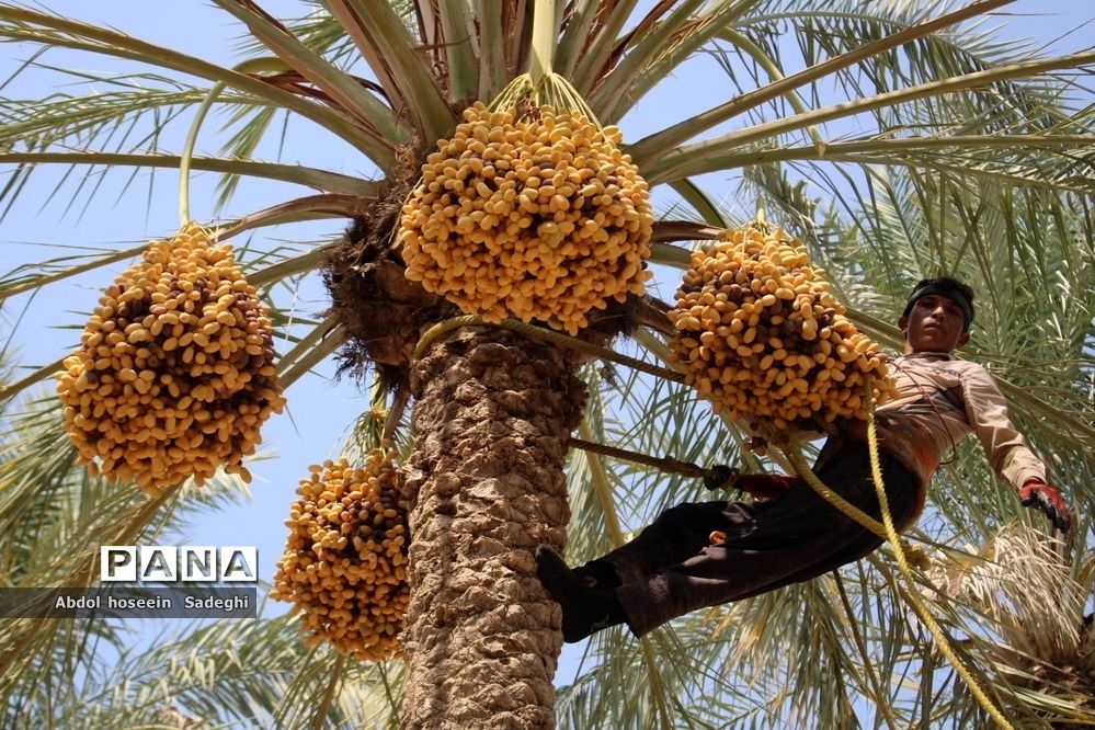 امسال چه میزان خرما تولید خواهد شد؟