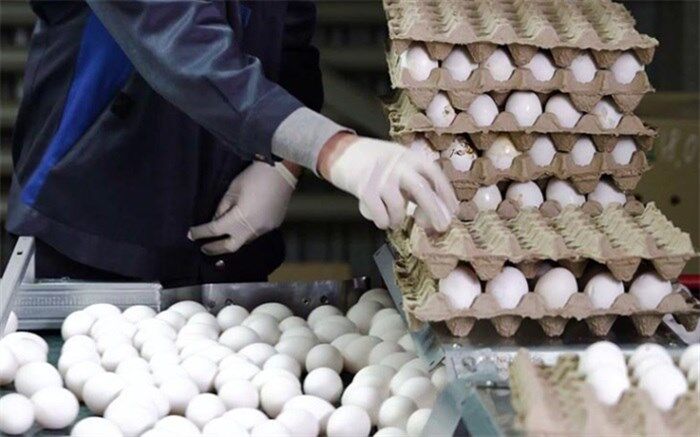 صادرات ۱۰۰ میلیون دلار تخم مرغ