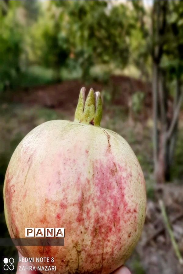 برداشت انار در باغات طارم