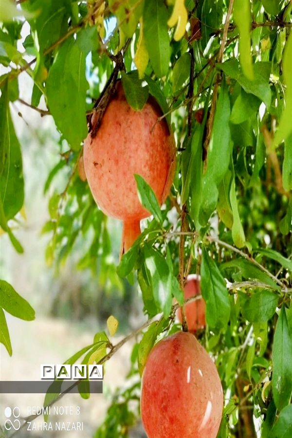 برداشت انار در باغات طارم