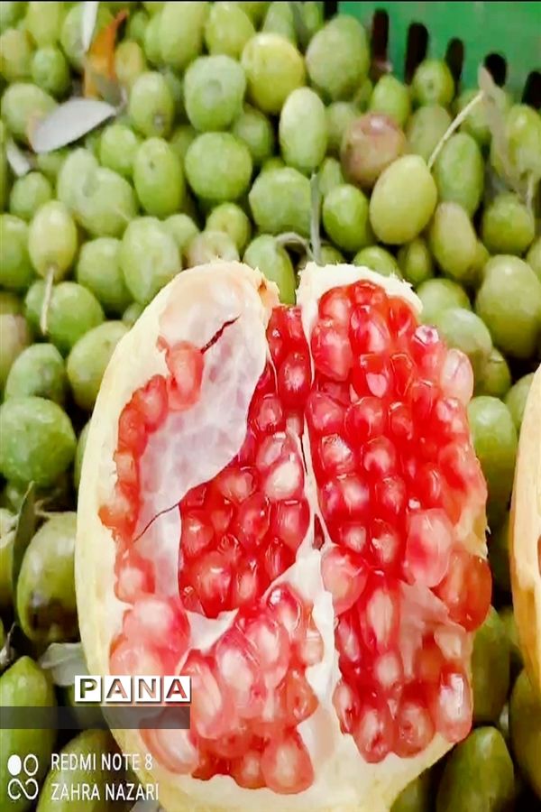 برداشت انار در باغات طارم