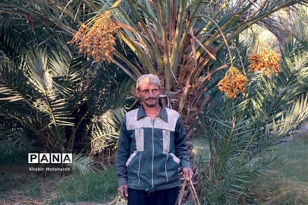 اولین جشنواره تجربه‌ محور برداشت خرما روستای حاجی آباد زرین شهرستان اردکان