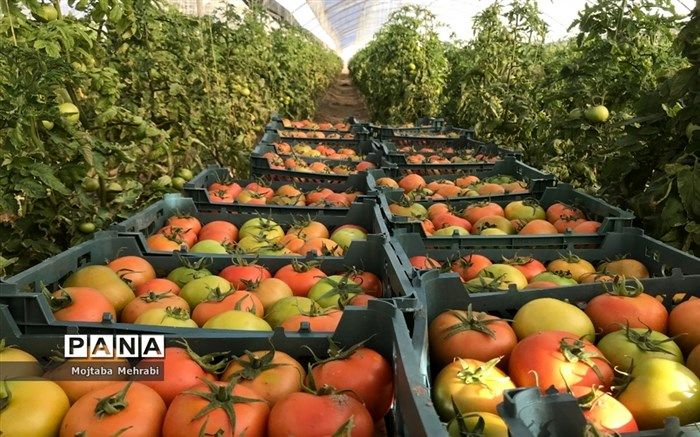 افزایش ۱۰ درصدی ارزش صادرات محصولات کشاورزی در سال جاری