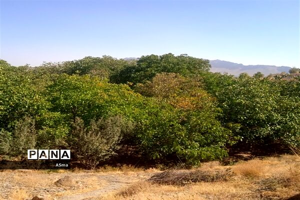 آغاز برداشت گردو در شهرستان بن