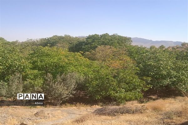 آغاز برداشت گردو در شهرستان بن