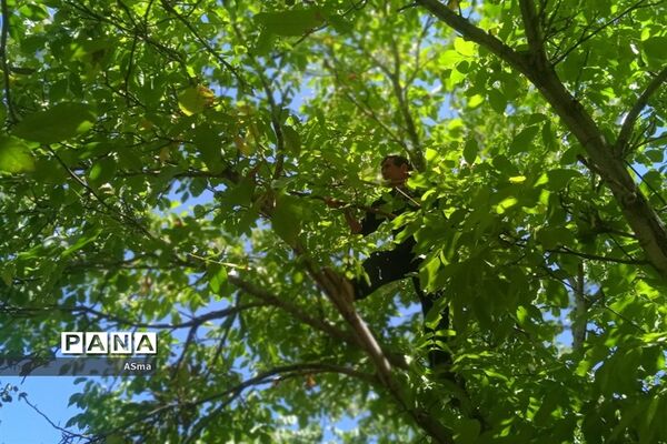 آغاز برداشت گردو در شهرستان بن
