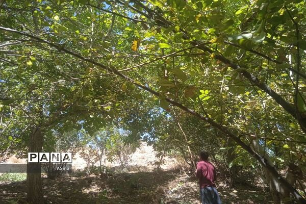 آغاز برداشت گردو در شهرستان بن