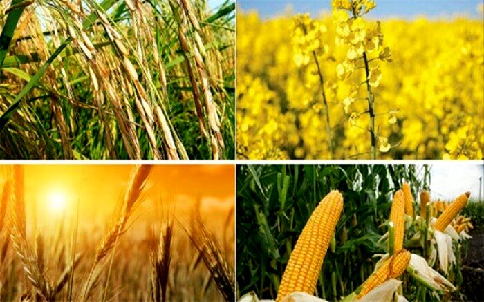 افزایش ۴۰ درصدی راندمان تولید با اجرای طرح جهش تولید در دیمزارها