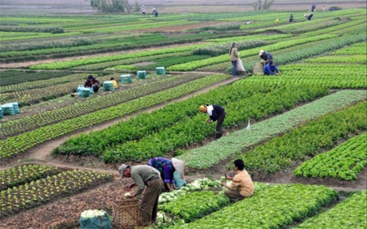 اعتبارات بخش کشاورزی باید ویژه دیده شود