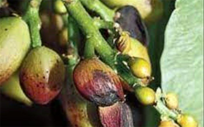 کنترل بیولوژیک آفات پسته توسعه می‌یابد