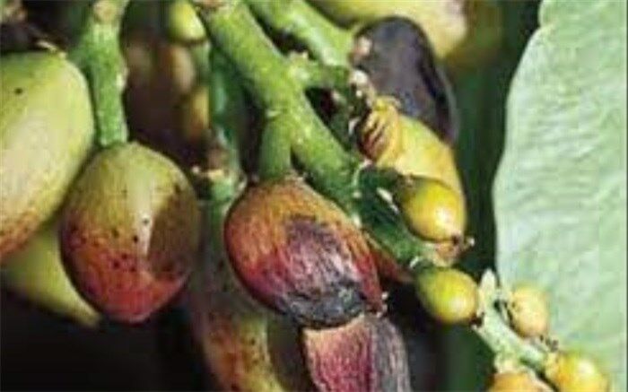 کنترل بیولوژیک آفات پسته توسعه می‌یابد