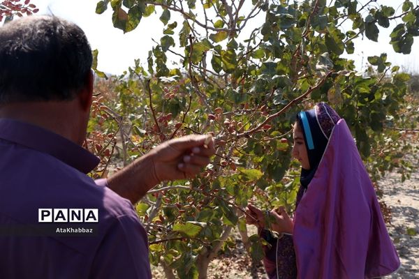 آذرشهر و پسته‌های خندانش