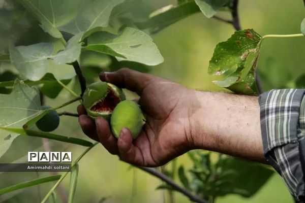 جشنواره انجیر ارس