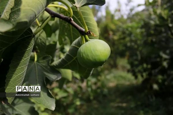 جشنواره انجیر ارس