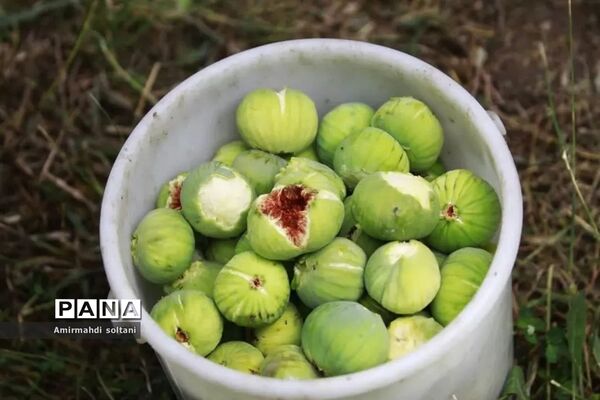 جشنواره انجیر ارس