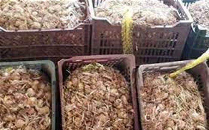 کشف پیاز زعفران قاچاق در"زیرکوه"