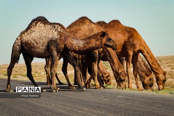 شتر‌های خور خور