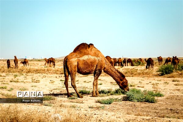 شتر‌های خور خور